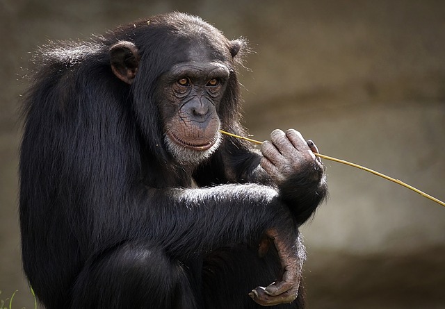 sedící šimpanz